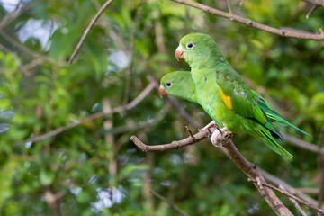 A couple of Plain Parakeet perched on branch. Species Brotogeris tyrica. It is a parakeet typical of the Brazilian Atlantic forest. Birdwatching. Birding. Parrot.