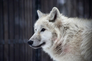close up portrait of polar wolf