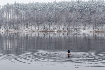 zimowa pływanie w jeziorze - obrazy, fototapety, plakaty