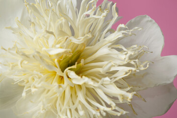 White peony flower with long yellowish stamens isolated on pink background.