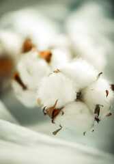 a branch of cotton close-up on a light background