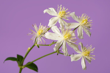 White with yellow stamens flowers of clematis isolated on a purple background.