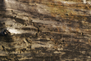 Old tree washed up on the river bank