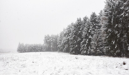 Winter forest landscape during heavy snowfall.