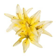 Yellow lily flower isolated on white background.