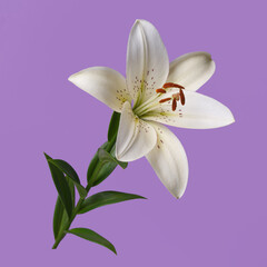 White lily flower isolated on purple background.