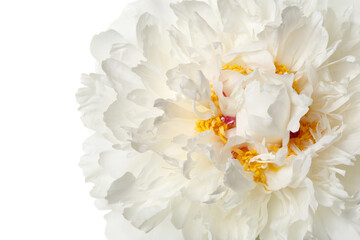 Delicate peony flower isolated on white background.