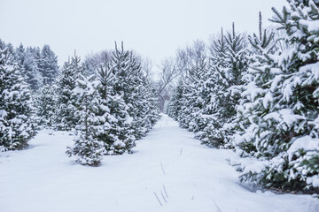 Christmas Tree Farm in Winter