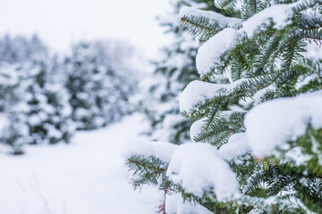 Christmas Tree Farm in Winter