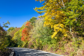 House in the woods in Abruzzo in autumn. Foliage and colors of trees.