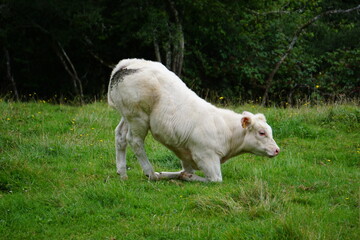 Small white cow getting up, bottom first