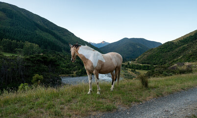 Naklejka na ściany i meble Horse in the Tararua Forest Park,North island of New Zealand