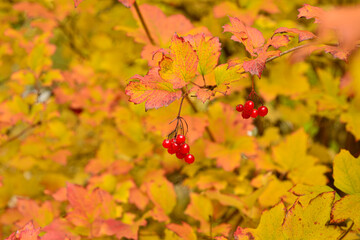 Viburnum bush with red berries in sunny autumn weather