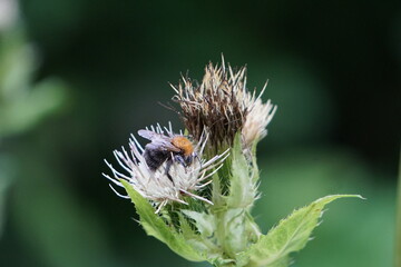 Bee covered in pollen sitting on a flower