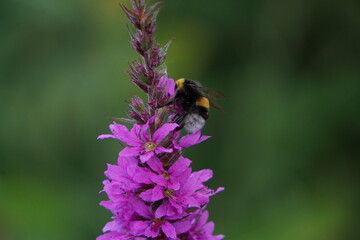 Bee pollinating a flower