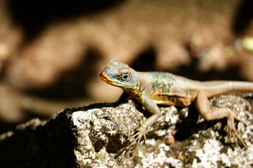 lizard on a rock