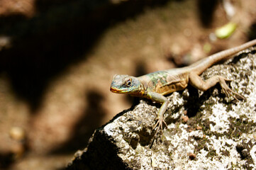 lizard on a rock