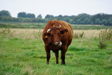 Funny brown cow licking its face