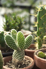 Opuntia microdasys or bunny ear's cactus surrounded by other succulents