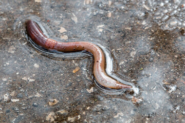 Earthworm on wet asphalt Crassiclitellata closeup after rain.