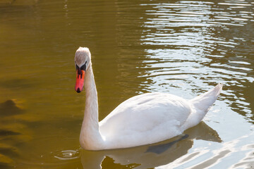 White beautiful swan floats in a pond with green water