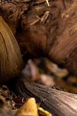 Inside a log