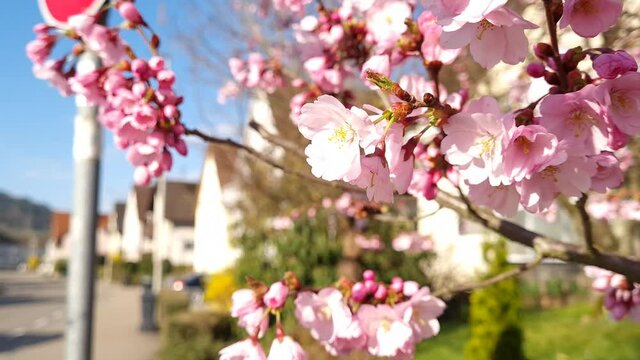 Hummel im Fr&uuml;hling beim Pollen sammeln