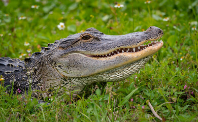 Wild American Alligator basking in grass at Viera wetlands in Florida.