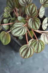 Top view of leaves of Peperomia caperata 'Silver Ripple', a popular indoor plant also known as Ripple Peperomia.	