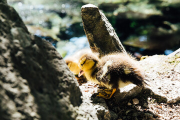 a small duck chick alone on rocks by the lake