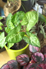 Syngonium podophyllum or arrowhead plant, an aroid houseplant.