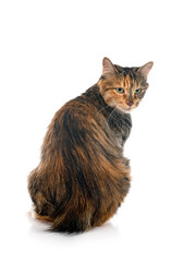 Kurilian Bobtail in studio