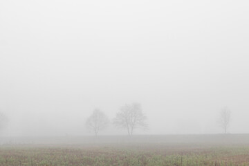 Two trees in fog