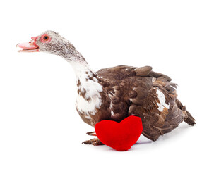 One brown duck with heart.