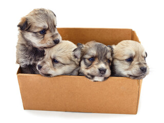 Small dogs in the box.