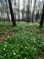 Biebrzański Park Narodowy, wiosena, łany kwitnących zawileców (Anemone)