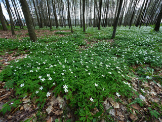 Biebrzański Park Narodowy, wiosena, łany kwitnących zawileców (Anemone)