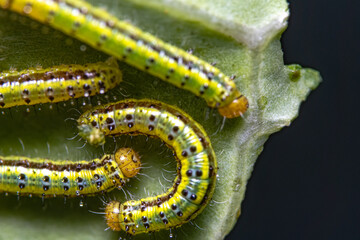 great southern white larvae