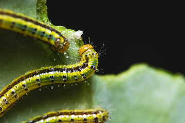 great southern white larvae