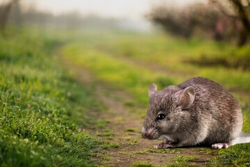 The wild mouse look for food on the floor