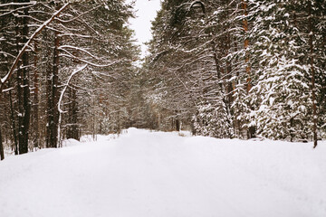 Winter forest. Pine branches in the snow. Snow-covered road. Pine forest. Winter landscape
