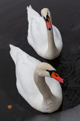 a pair of white swans on the water surface