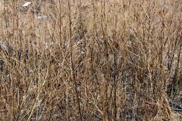 Fototapeta premium grass background