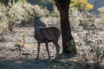Deer. Monfrague National Park. Spain.