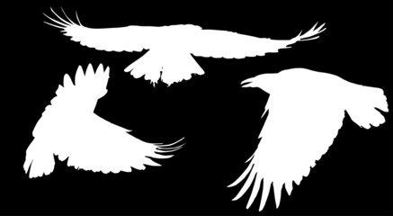 set of isolated three crows big white silhouettes