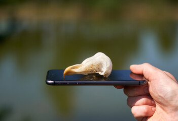 Bird skull on the cellphone screen on a sunny day.  