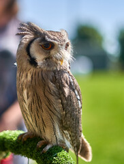 Great horned owl sitting on the branch in a theme park on a sunny day. 