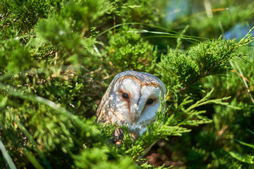 While owl hiding in the branches on a sunny summer day