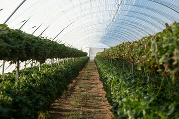 Growing strawberries in tunnel greenhouses, New Zealand
