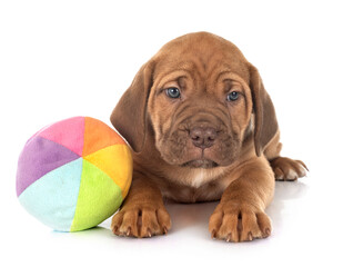 puppy cane corso